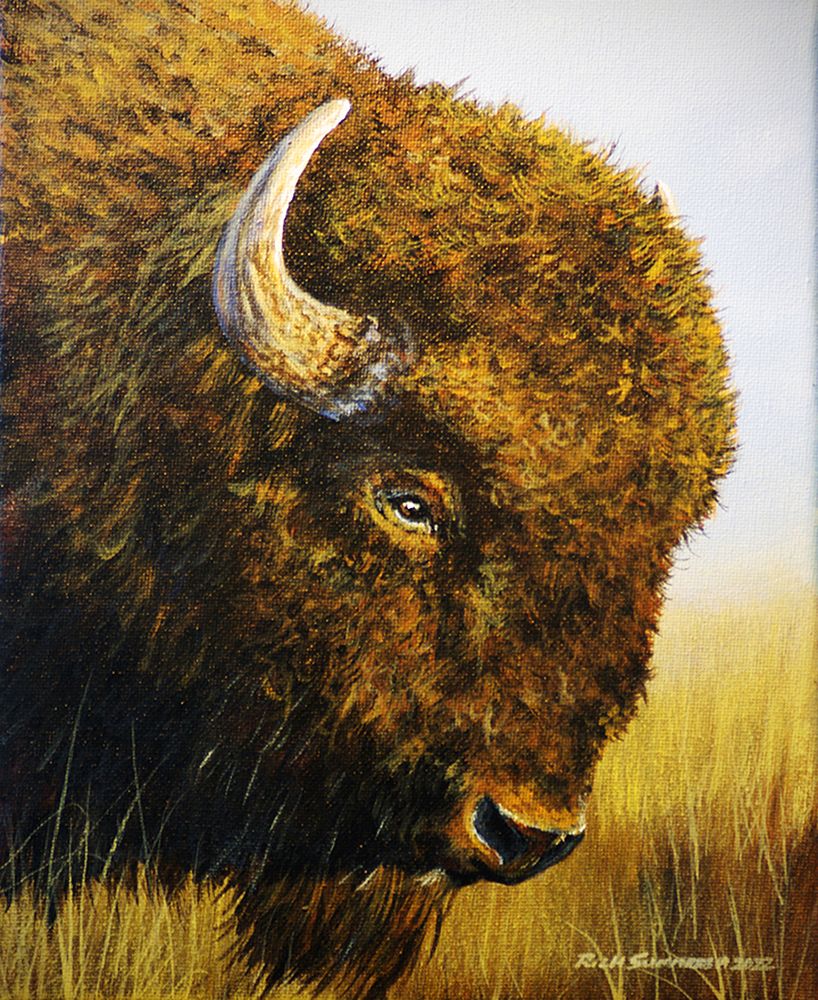 Buffalo art print by Richard Summers for $57.95 CAD