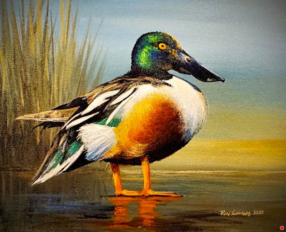 Mallard art print by Richard Summers for $57.95 CAD