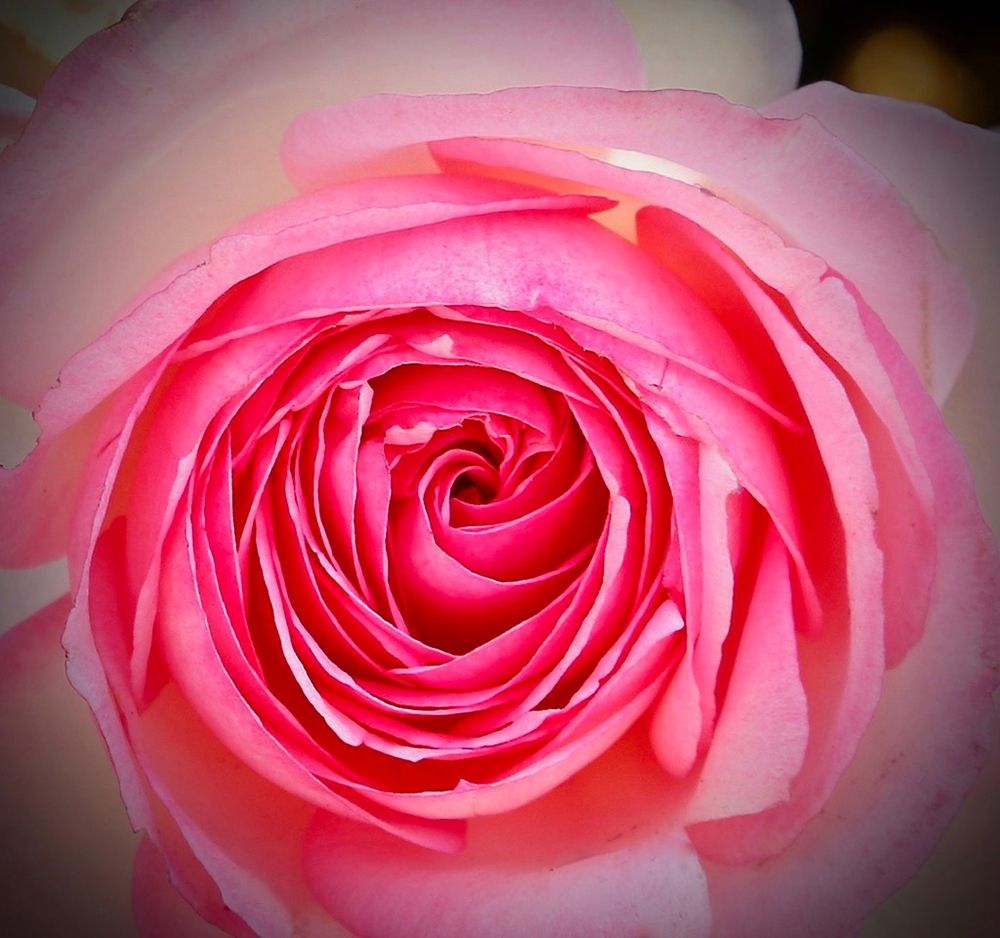 Monecito Rose art print by Susan Vizvary for $57.95 CAD