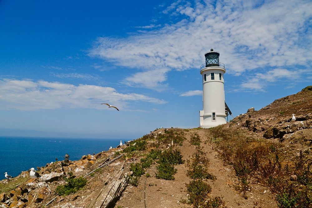 Anacapa Lighthouse art print by Susan Vizvary for $57.95 CAD
