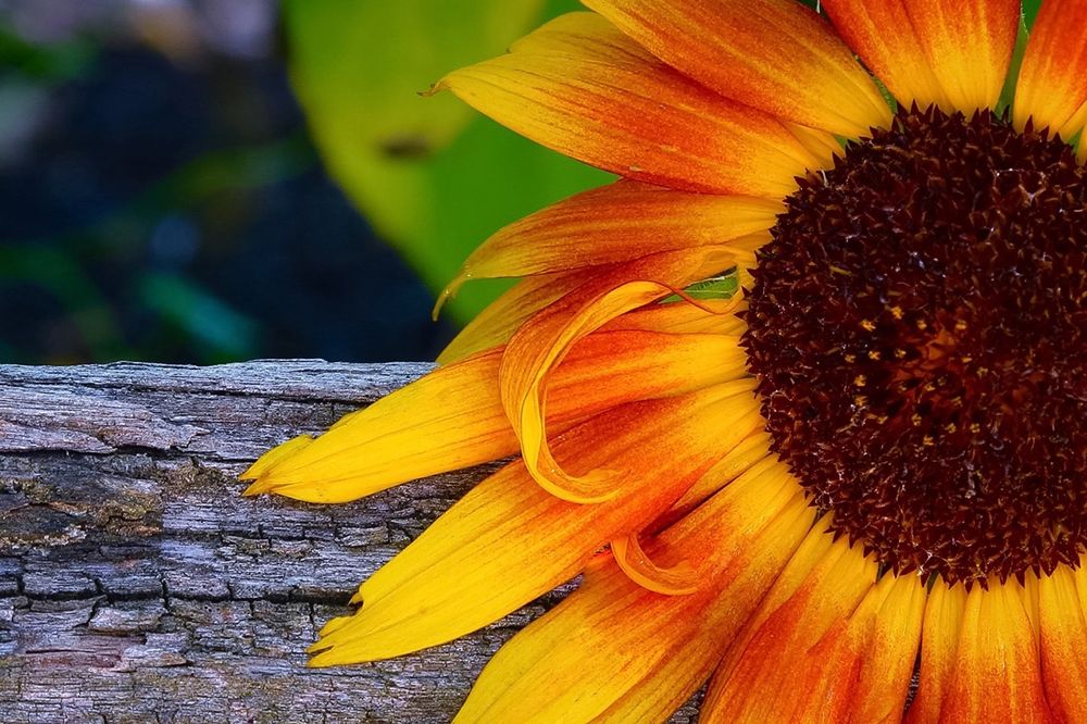 Sunflower art print by Susan Vizvary for $57.95 CAD