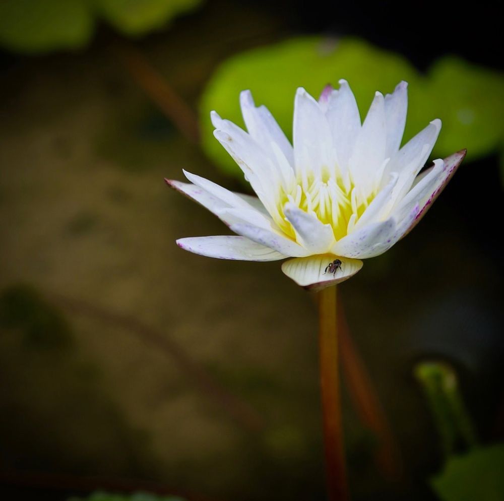 Lily and Fly art print by Susan Vizvary for $57.95 CAD