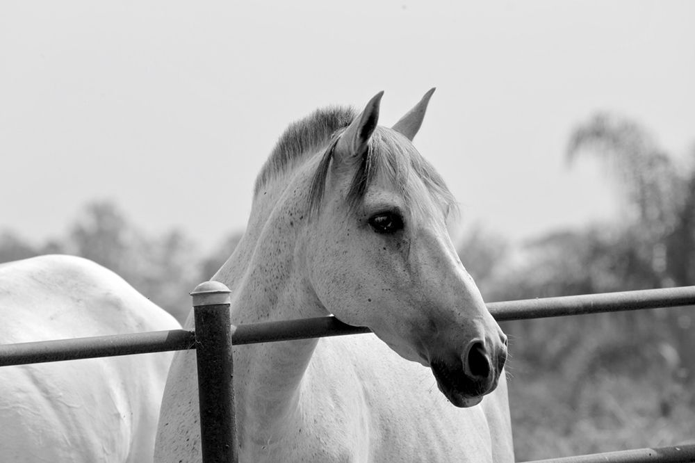 White Horse Over Fence art print by Susan Vizvary for $57.95 CAD