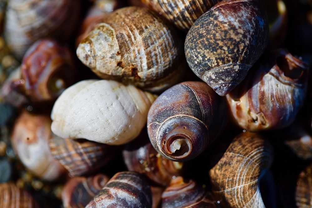 Spiral Shells art print by Susan Vizvary for $57.95 CAD