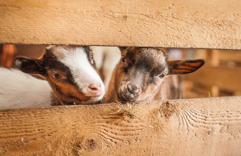 Spring Lamms art print by Henk van Gog for $57.95 CAD