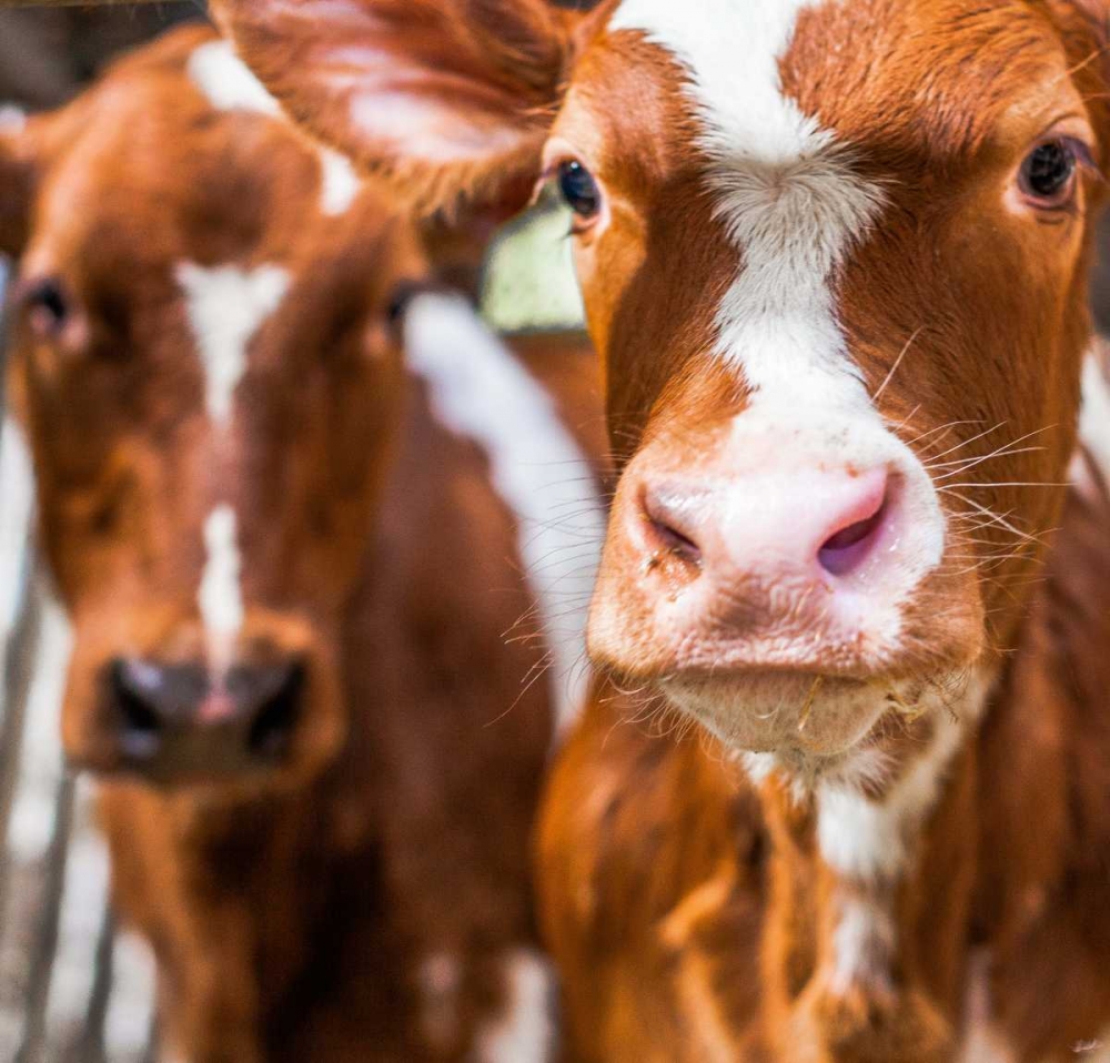 Spring cows 1 art print by Henk van Gog for $57.95 CAD