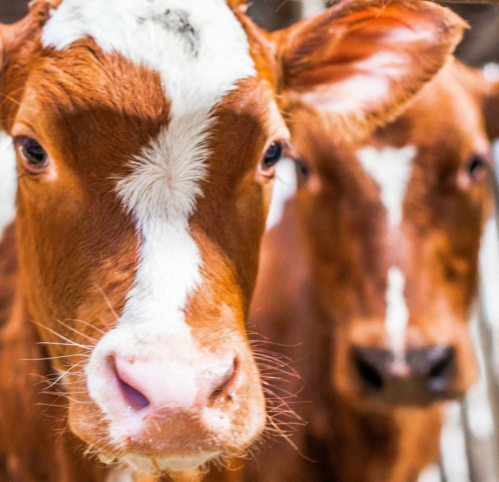 Spring cows 2 art print by Henk van Gog for $57.95 CAD