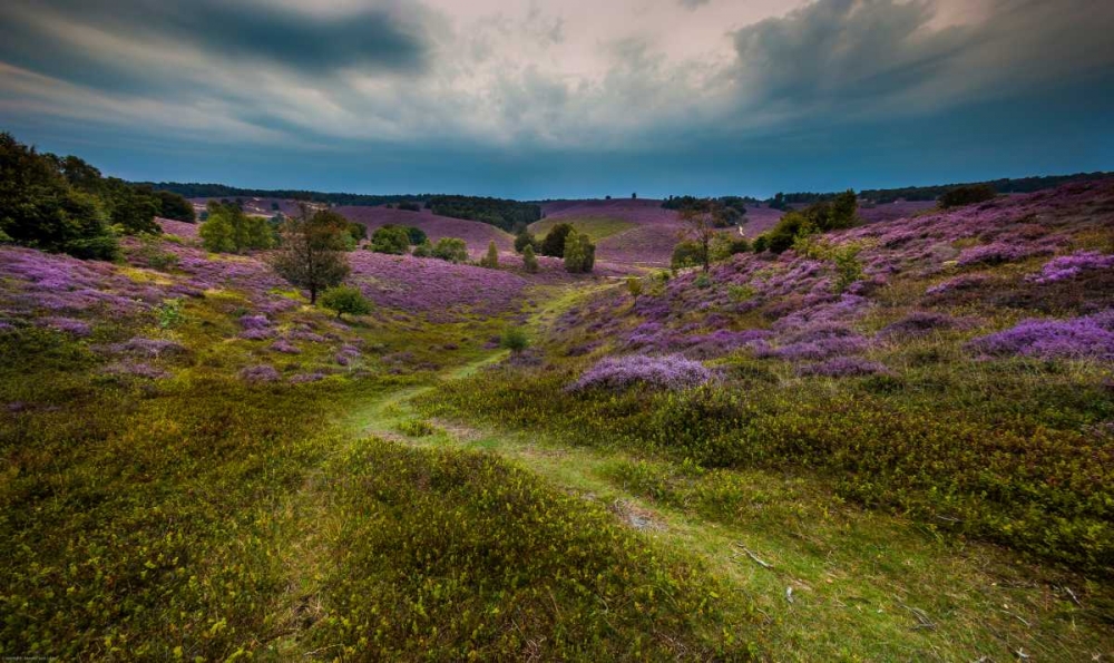 Landscape in purple art print by Henk van Gog for $57.95 CAD