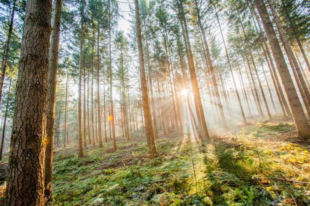 Sunflare 1 art print by Henk van Gog for $57.95 CAD