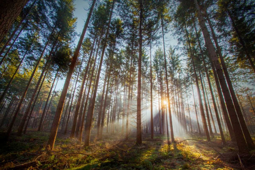 Sunflare 2 art print by Henk van Gog for $57.95 CAD