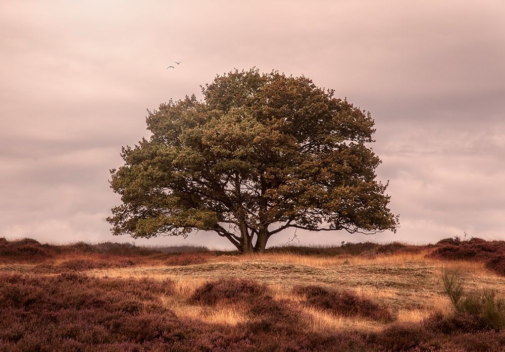 Tree art print by Henk van Gog for $57.95 CAD
