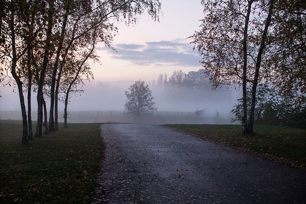 Foggy Morning II art print by Dick Carlier for $57.95 CAD
