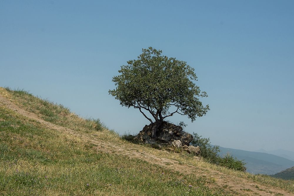 Tree On Hill art print by Dick Carlier for $57.95 CAD