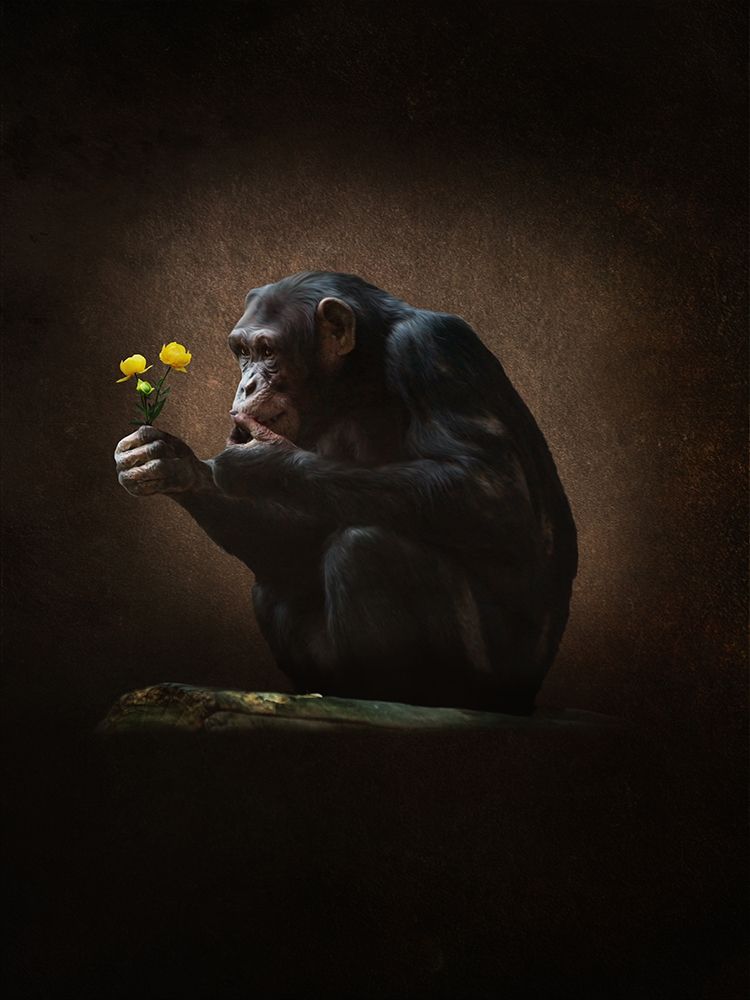 Aap Met Bloem art print by Babette for $57.95 CAD