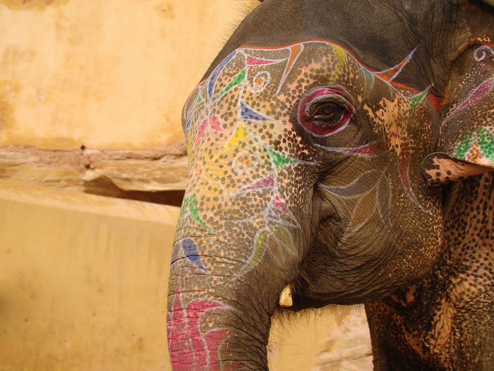 Elephant India art print by Babette for $57.95 CAD