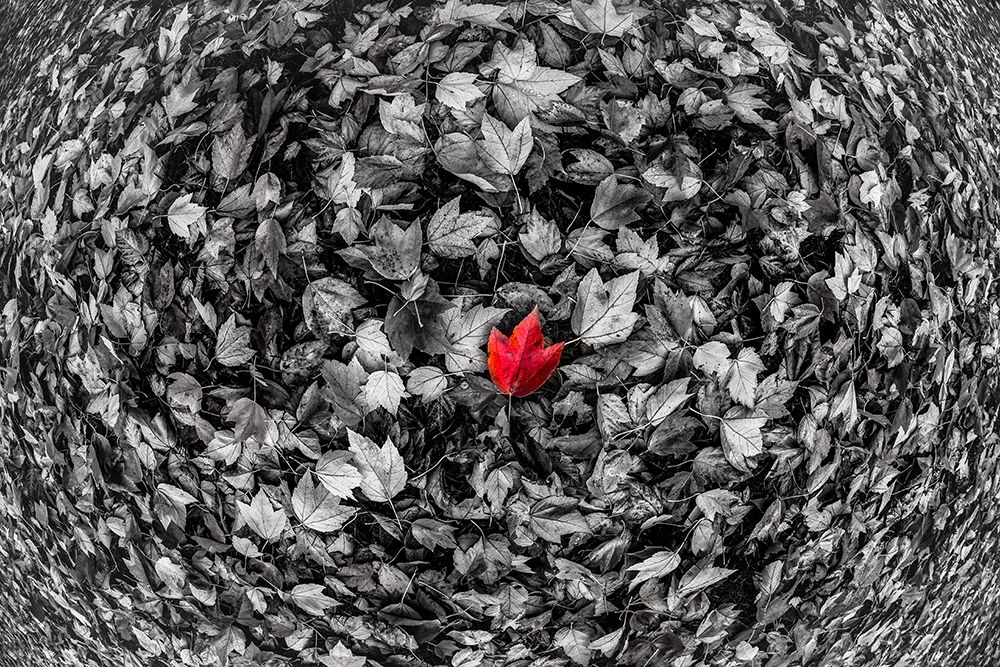 Red Leaf art print by Vladimir Kostka for $57.95 CAD