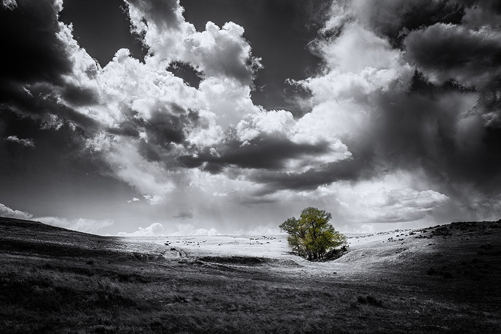 The Green Tree art print by Vladimir Kostka for $57.95 CAD