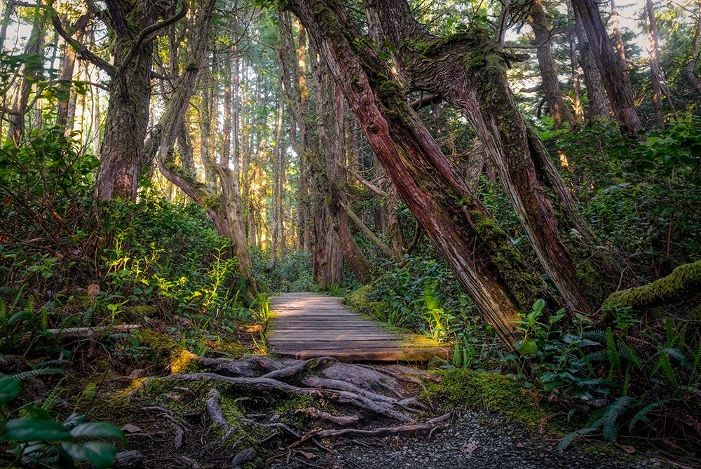 Woods I art print by Vladimir Kostka for $57.95 CAD