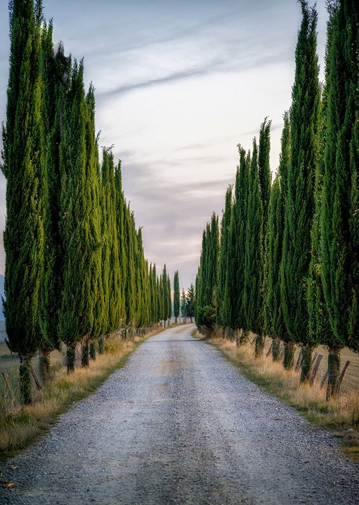 Cypresses art print by Vladimir Kostka for $57.95 CAD