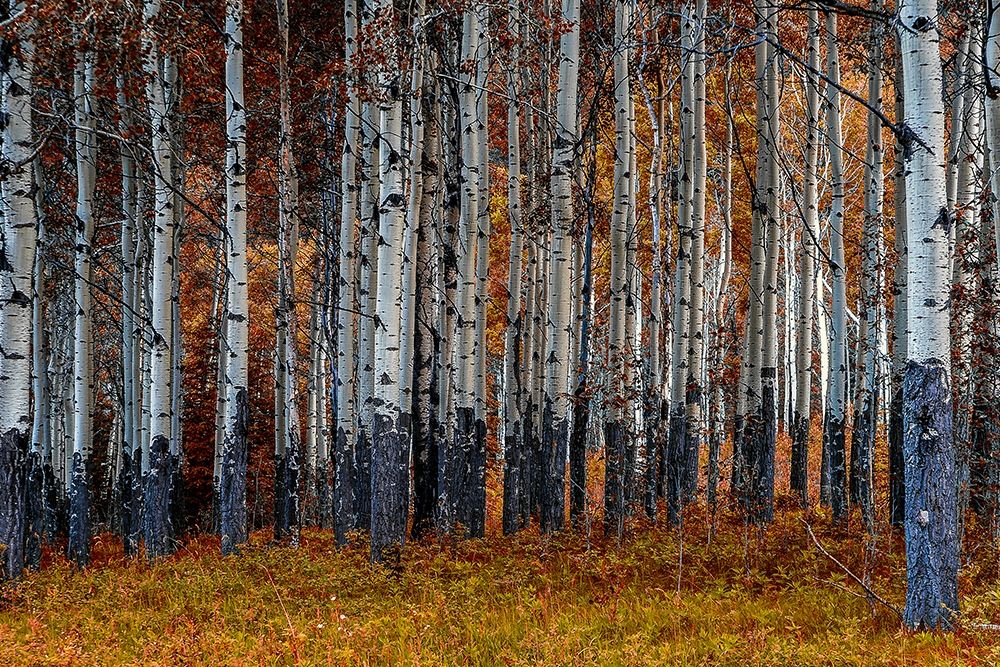 Birches art print by Vladimir Kostka for $57.95 CAD