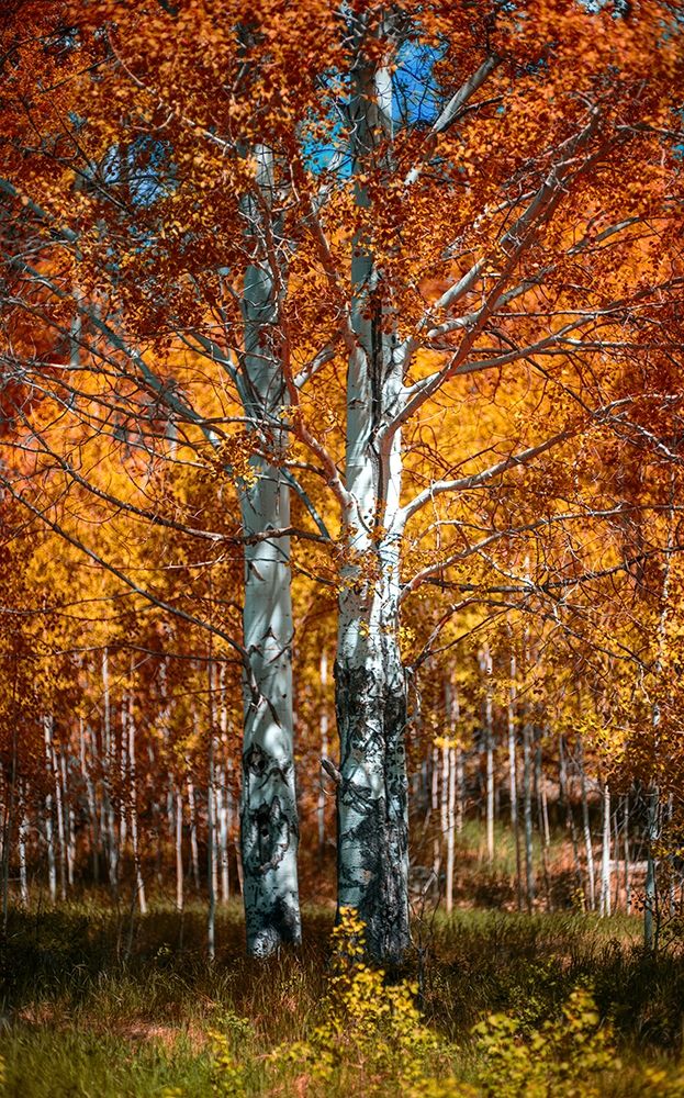 Autum art print by Vladimir Kostka for $57.95 CAD