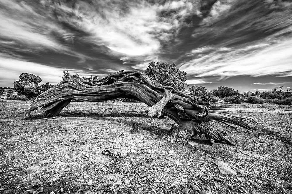 Bw Wood art print by Vladimir Kostka for $57.95 CAD