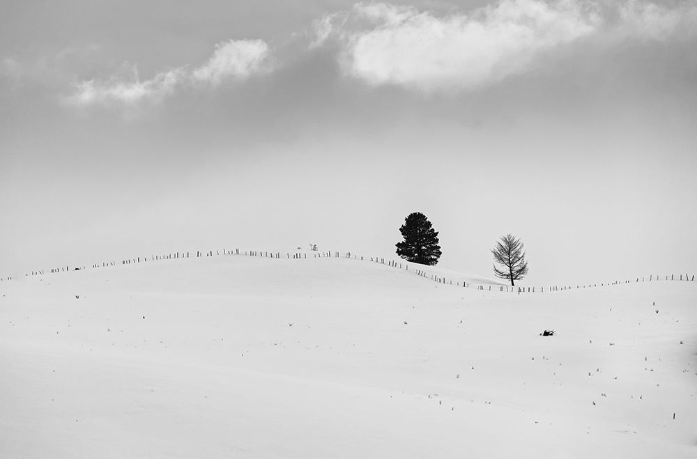 Lonely Trees art print by Vladimir Kostka for $57.95 CAD