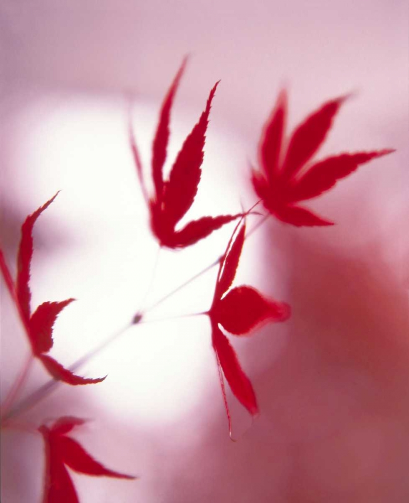 Arrangement Of The Leaves I art print by Gerd Weissing for $57.95 CAD