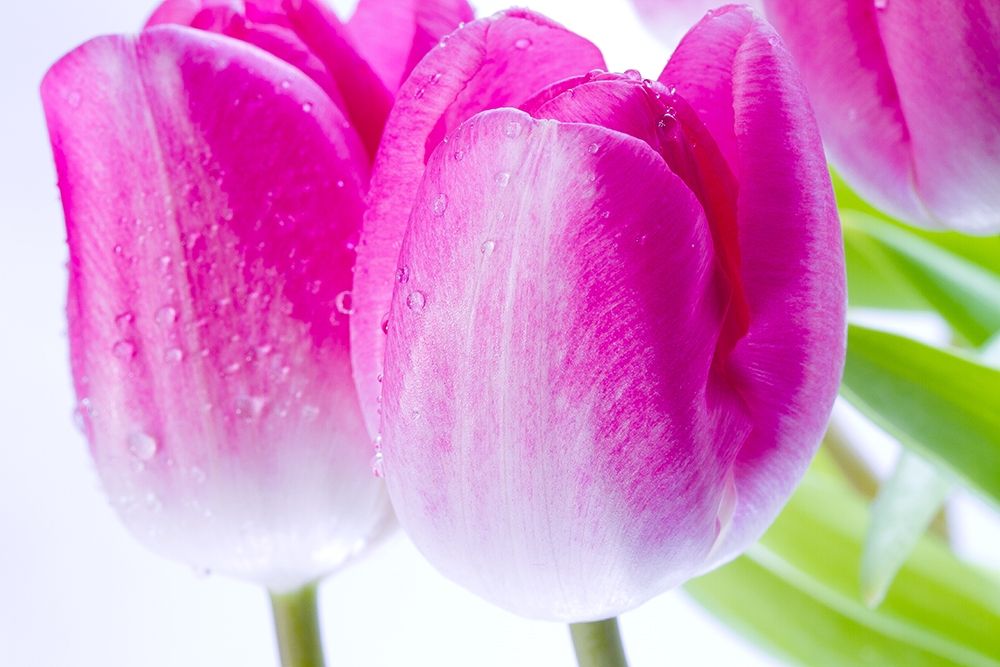 Pink II art print by Warminski for $57.95 CAD