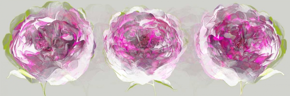 Pink Allure II art print by Sally Scaffardi for $57.95 CAD
