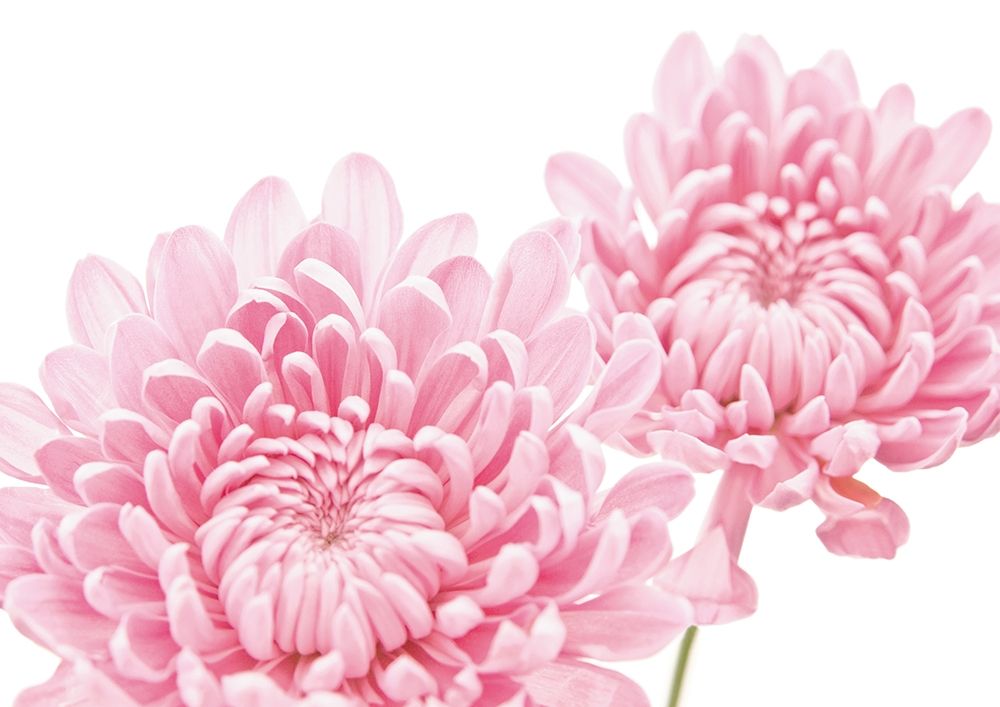 CHRYSANTHEMUM IN BLOOM art print by George Fossey for $57.95 CAD