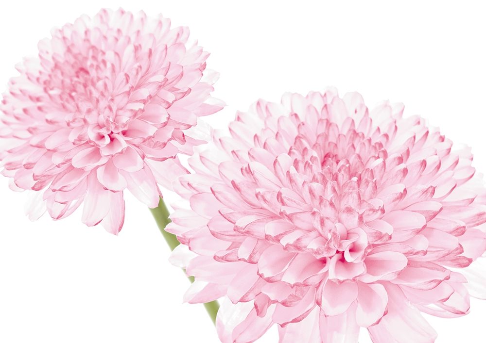 DAHLIA IN BLOOM art print by George Fossey for $57.95 CAD