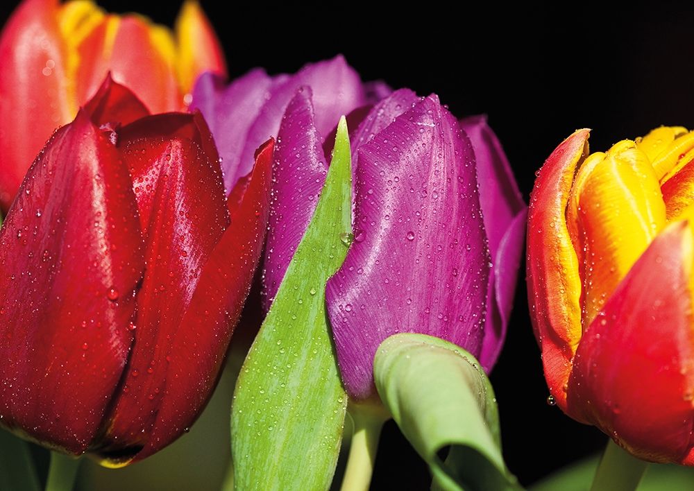 TULIPS ON BLACK art print by Sibylle Witt for $57.95 CAD