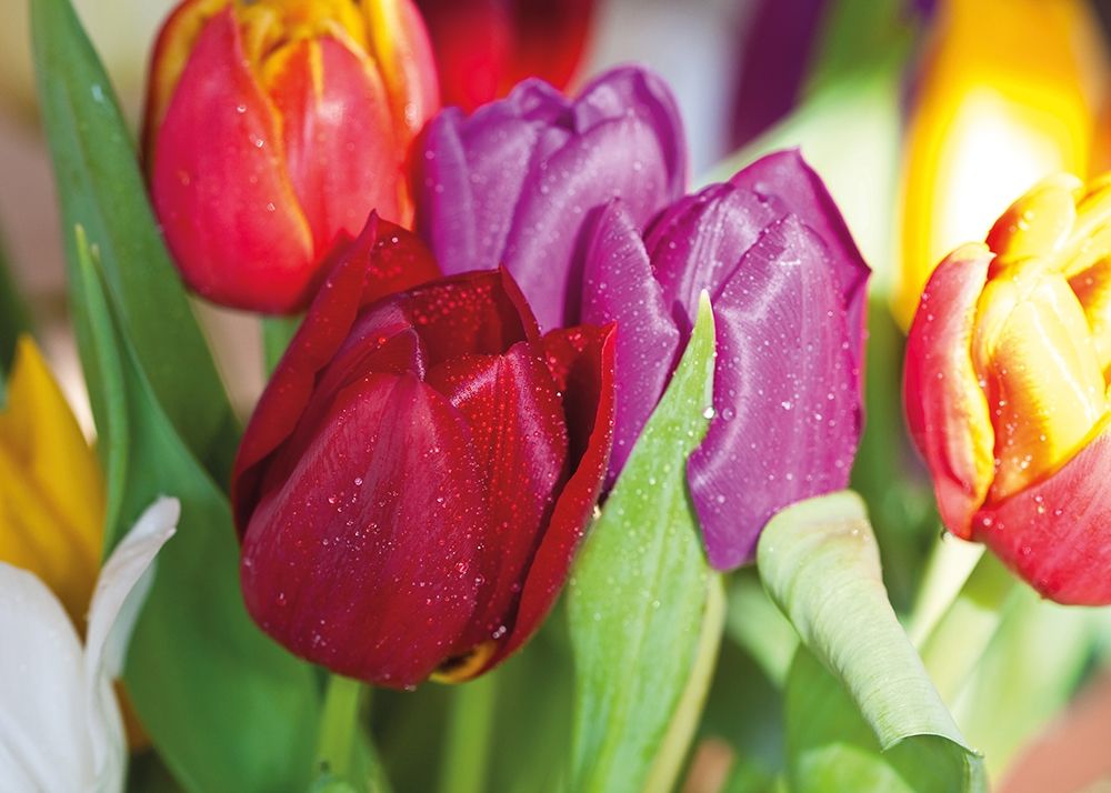 NATURAL TULIPS art print by Sibylle Witt for $57.95 CAD