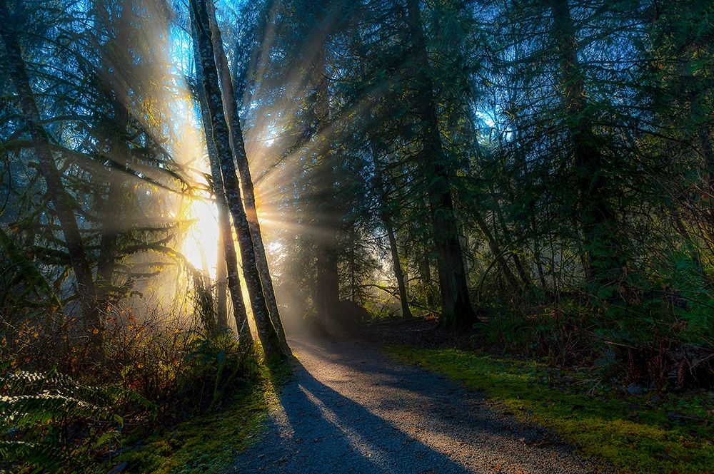 FOREST SUN RAYS art print by Vladimir Kostka for $57.95 CAD