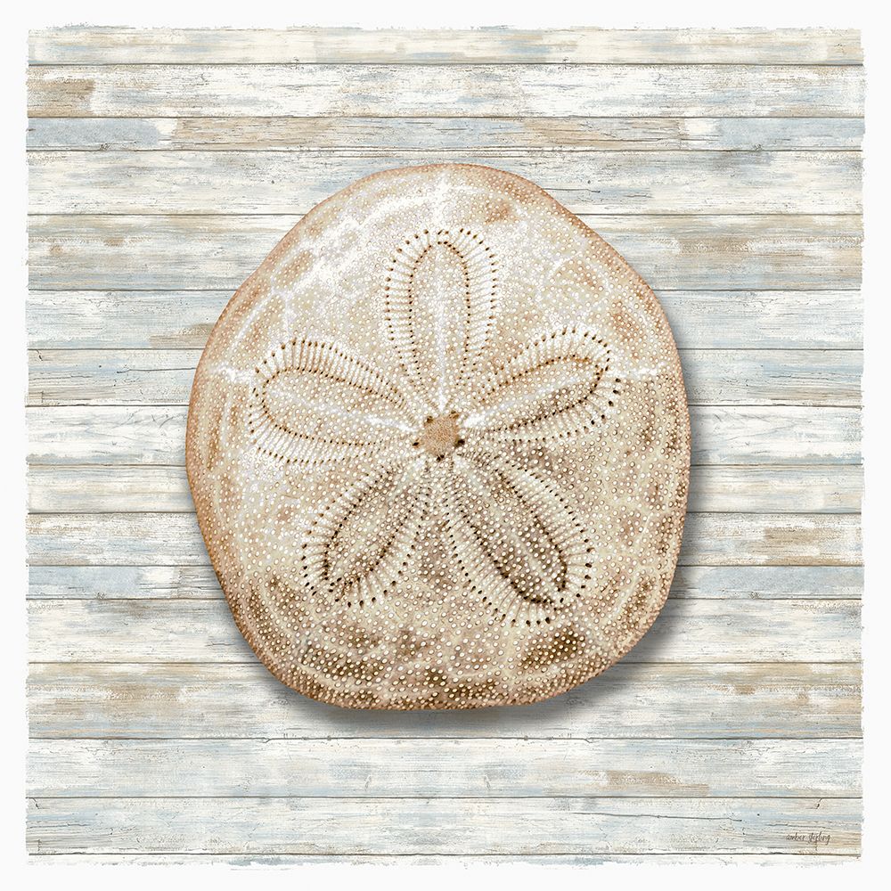 Seashells III art print by Amber Sterling for $57.95 CAD