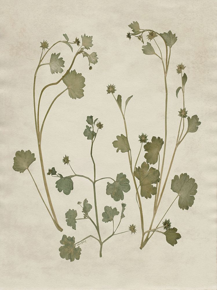 Botanical Leaves 1 art print by Amber Sterling for $57.95 CAD