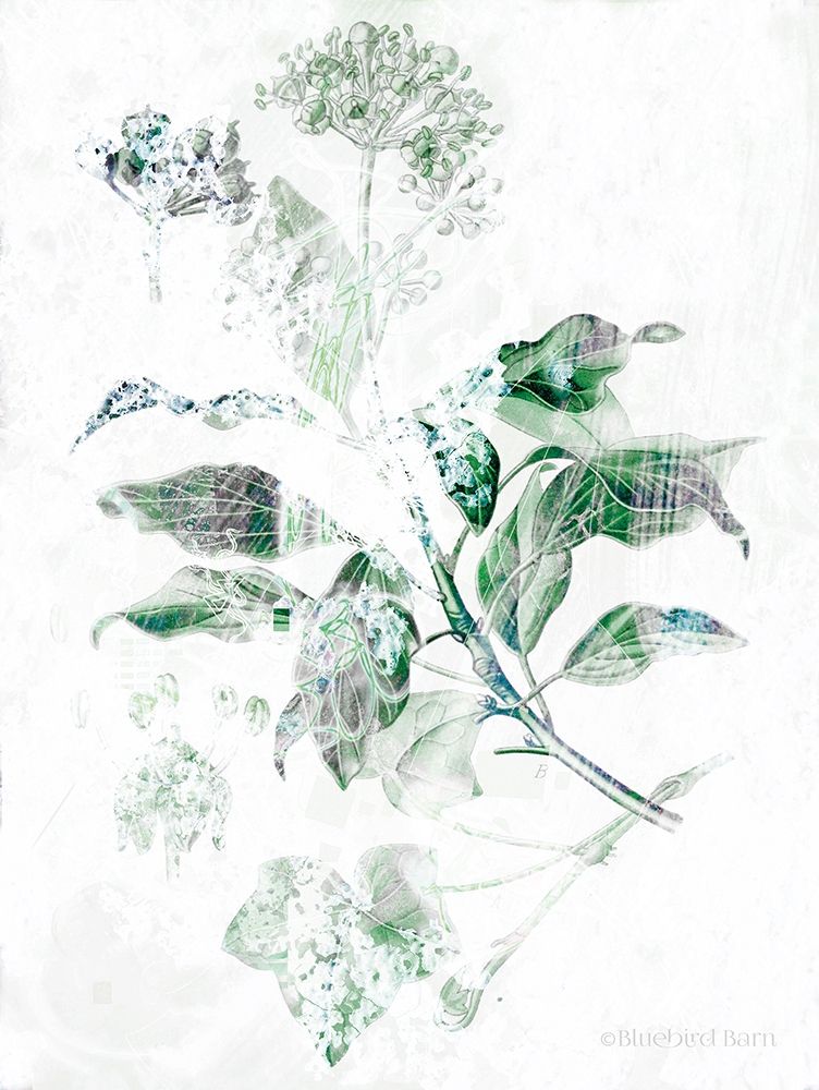 Verbena Botanical art print by Bluebird Barn for $57.95 CAD