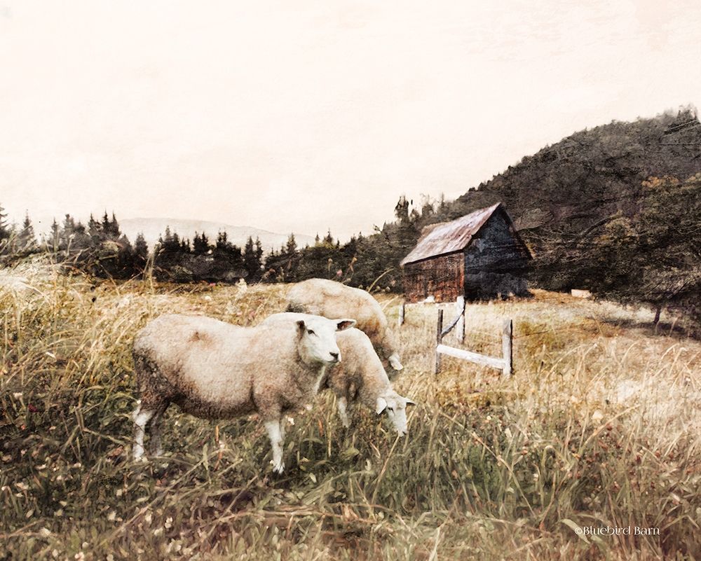 Sheep in the Meadow art print by Bluebird Barn for $57.95 CAD