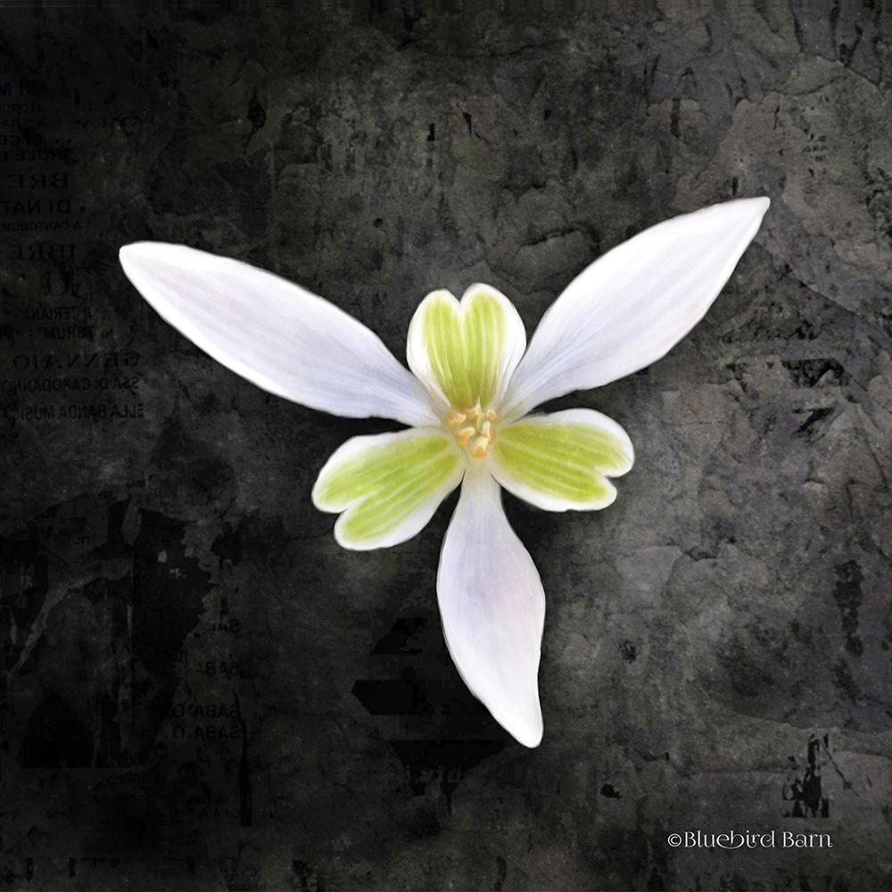 Contemporary Floral Trillium art print by Bluebird Barn for $57.95 CAD