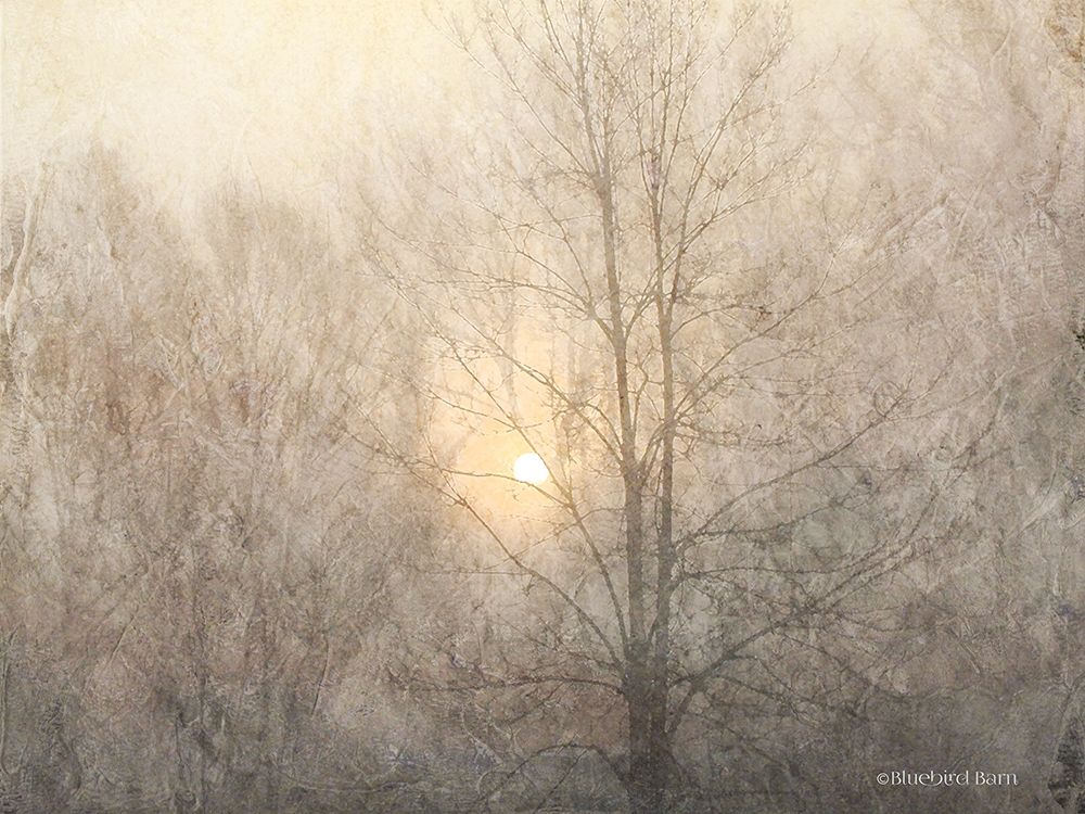 Fading Trees Sunlight art print by Bluebird Barn for $57.95 CAD