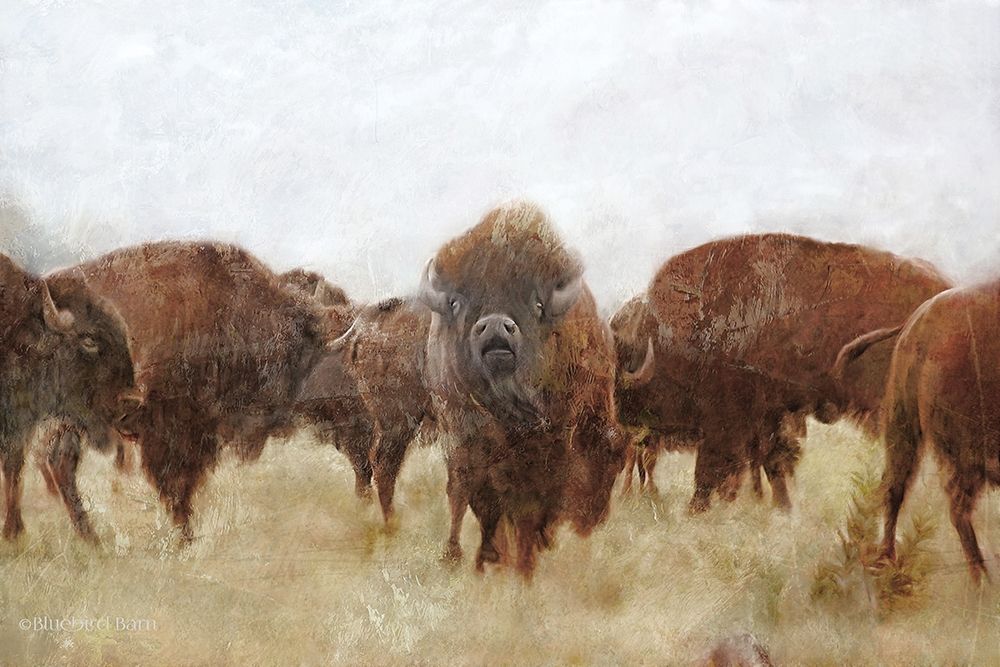 Buffalo art print by Bluebird Barn for $57.95 CAD