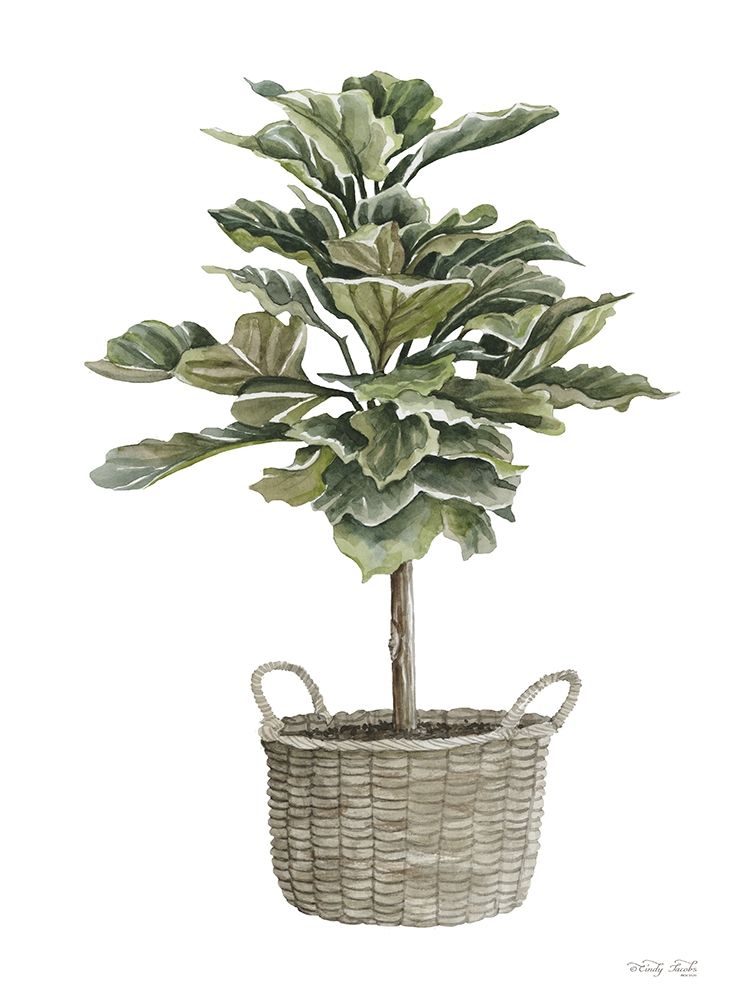 Fig Tree II art print by Cindy Jacobs for $57.95 CAD
