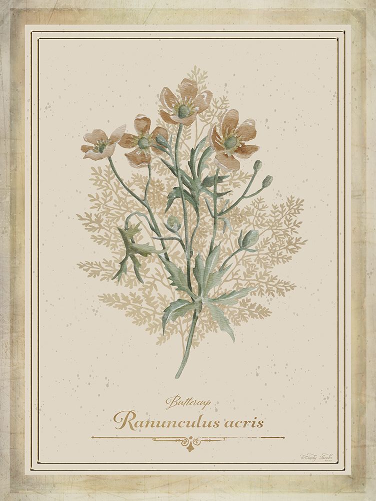 Vintage Botanical II art print by Cindy Jacobs for $57.95 CAD