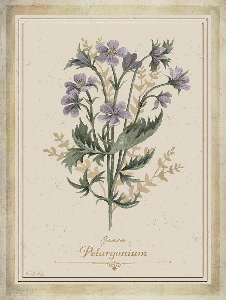 Vintage Botanical III art print by Cindy Jacobs for $57.95 CAD