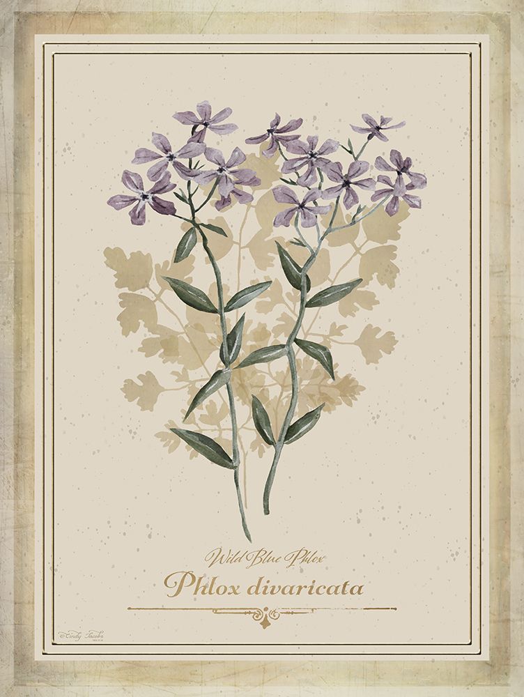 Vintage Botanical V art print by Cindy Jacobs for $57.95 CAD