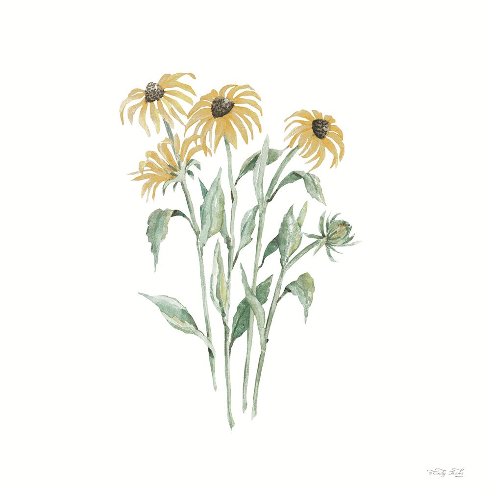 Black-eyed Susan Botanical art print by Cindy Jacobs for $57.95 CAD