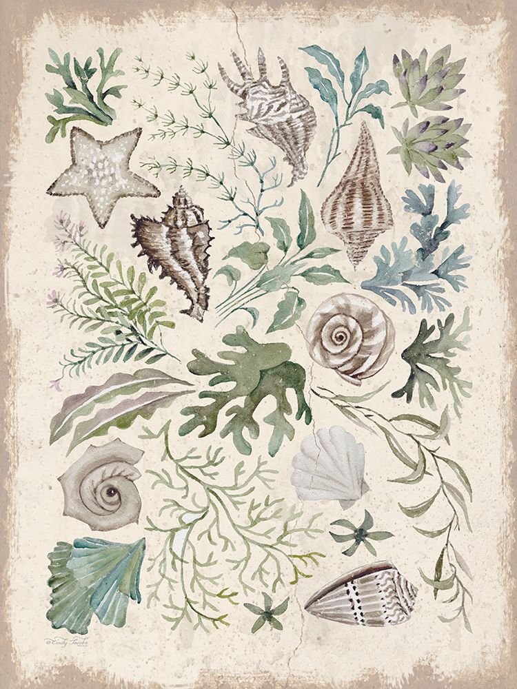 Treasures of the Tide I art print by Cindy Jacobs for $57.95 CAD
