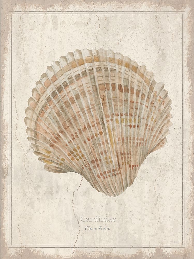 Shell Study - Cockle art print by Cindy Jacobs for $57.95 CAD