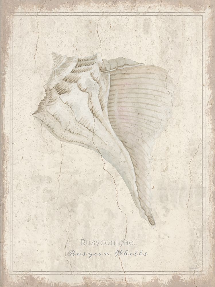 Shell Study - Busycon Whelks art print by Cindy Jacobs for $57.95 CAD